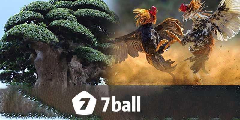 Đá Gà 7Ball | Sảnh Chơi Chọi Gà Chân Thực Không Thể Bỏ Lỡ